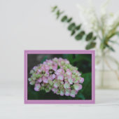Hydrangea Nigra Postcard Postkarte (Stehend Vorderseite)