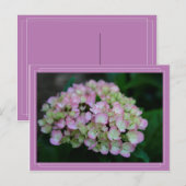 Hydrangea Nigra Postcard Postkarte (Vorne/Hinten)