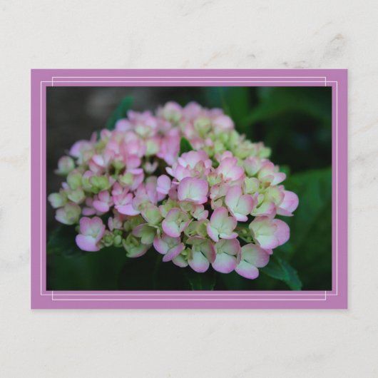 Hydrangea Nigra Postcard Postkarte (Vorderseite)