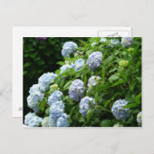 Hydrangea Nr. 1 Postkarte (Vorne/Hinten)
