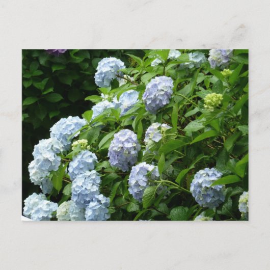 Hydrangea Nr. 1 Postkarte (Vorderseite)