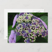 Hydrangea Nr. 4 Postkarte (Vorne/Hinten)
