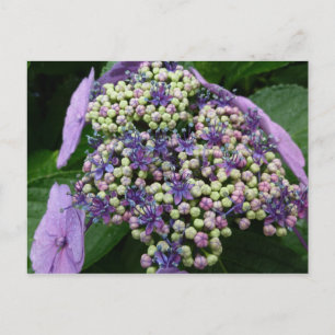 Hydrangea Nr. 4 Postkarte