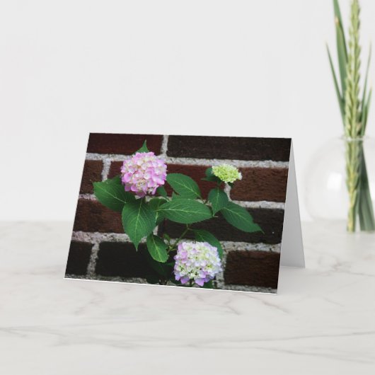 Hydrangea on Brick Karte (Vorderseite)