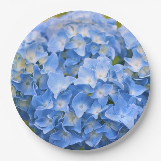 HYDRANGEA PAPIERE TELLER (Vorderseite)