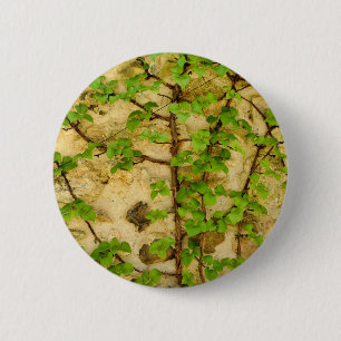 Hydrangea petiolaris Abzeichen Button
