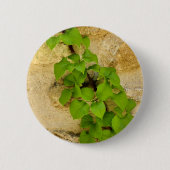 Hydrangea petiolaris Abzeichen Button (Vorderseite)