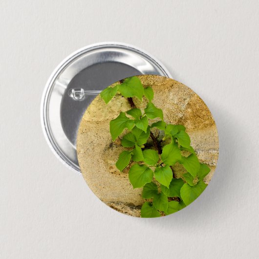 Hydrangea petiolaris Abzeichen Button (Vorne & Hinten)