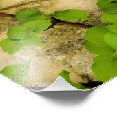 Hydrangea petiolaris fotodruck (Ecke)