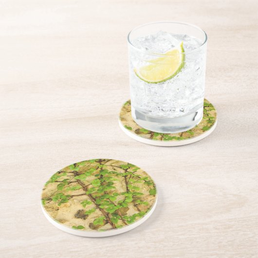 Hydrangea petiolaris getränkeuntersetzer (Seite)