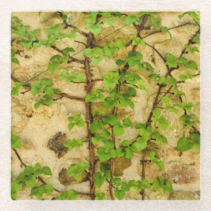 Hydrangea petiolaris glasuntersetzer