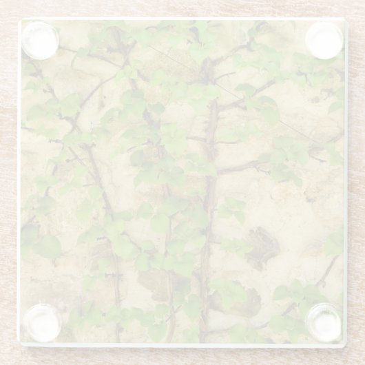 Hydrangea petiolaris glasuntersetzer (Rückseite)