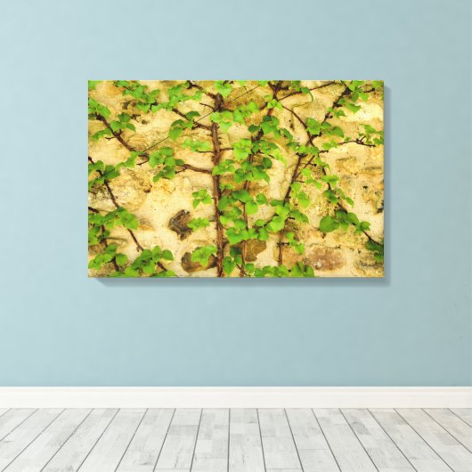 Hydrangea petiolaris leinwanddruck (Insitu (Holzboden))