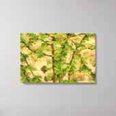 Hydrangea petiolaris leinwanddruck (Vorderseite)