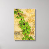 Hydrangea petiolaris leinwanddruck (Vorderseite)