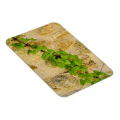 Hydrangea petiolaris magnet (Rechte Seite)