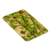 Hydrangea petiolaris magnet (Rechte Seite)