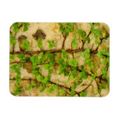 Hydrangea petiolaris magnet (Horizontal)