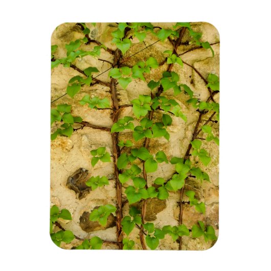 Hydrangea petiolaris magnet (Vertikal)