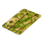 Hydrangea petiolaris magnet (Linke Seite)