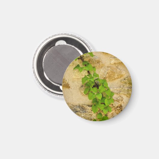 Hydrangea petiolaris magnet (Vorderseite/Rückseite)