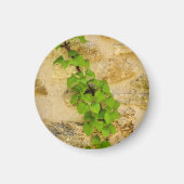 Hydrangea petiolaris magnet (Vorne)