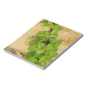 Hydrangea petiolaris notizblock (Rotiert)