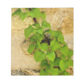 Hydrangea petiolaris notizblock (Vorderseite)