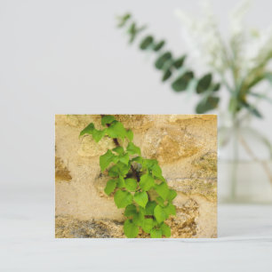 Hydrangea petiolaris postkarte