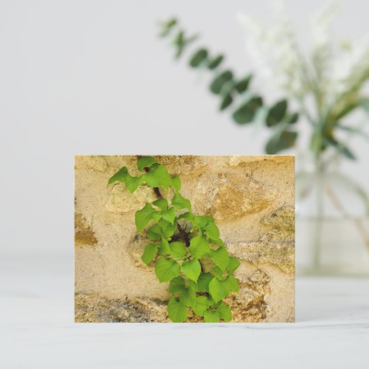 Hydrangea petiolaris postkarte (Stehend Vorderseite)