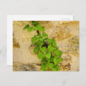 Hydrangea petiolaris postkarte (Vorne/Hinten)