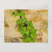 Hydrangea petiolaris postkarte (Vorderseite)