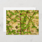 Hydrangea petiolaris postkarte (Vorne/Hinten)