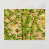 Hydrangea petiolaris postkarte (Vorderseite)