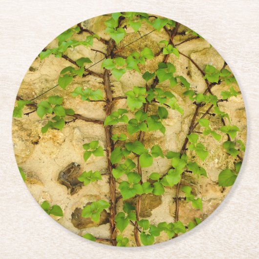 Hydrangea petiolaris runder pappuntersetzer (Vorderseite)