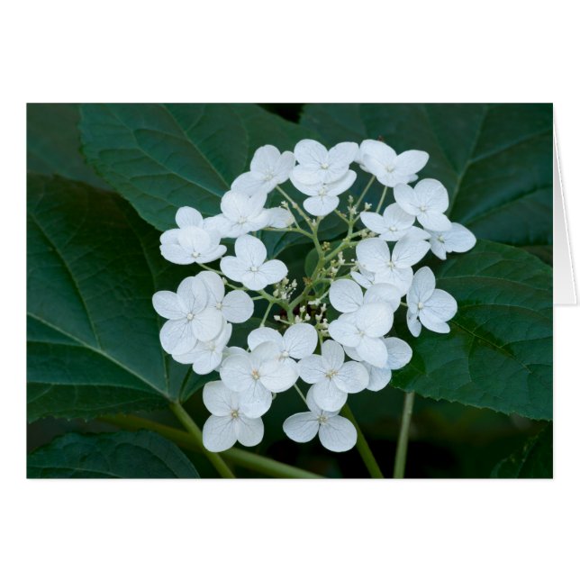 Hydrangea-Pflanze und Blume (Vorderseite (Horizontal))