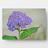 Hydrangea Plaque Fotoplatte (Vorderseite)