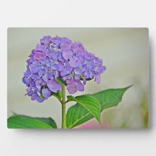Hydrangea Plaque Fotoplatte