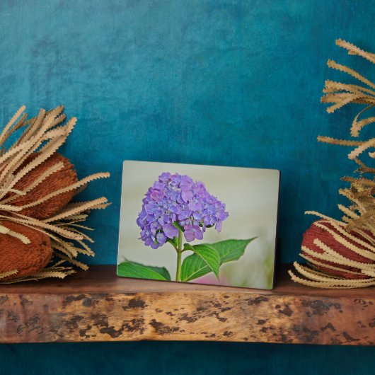 Hydrangea Plaque Fotoplatte (Seite)