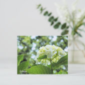 Hydrangea [Postcard] ポストカード Postkarte (Stehend Vorderseite)