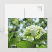 Hydrangea [Postcard] ポストカード Postkarte (Vorne/Hinten)