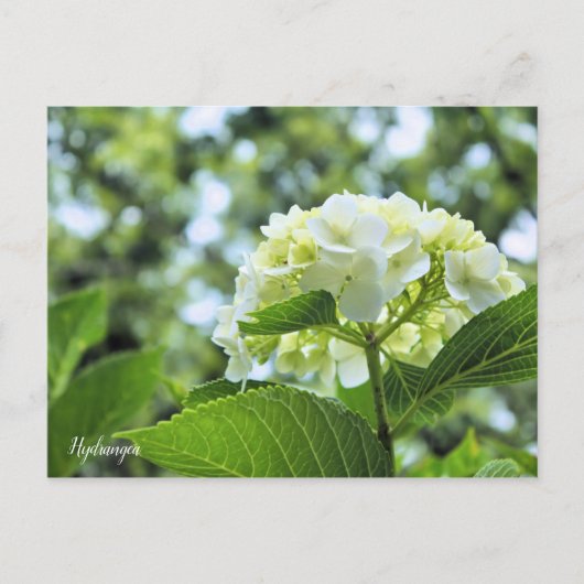 Hydrangea [Postcard] ポストカード Postkarte (Vorderseite)
