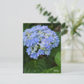 Hydrangea [Postcard] ポストカード Postkarte (Stehend Vorderseite)
