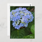 Hydrangea [Postcard] ポストカード Postkarte (Vorne/Hinten)