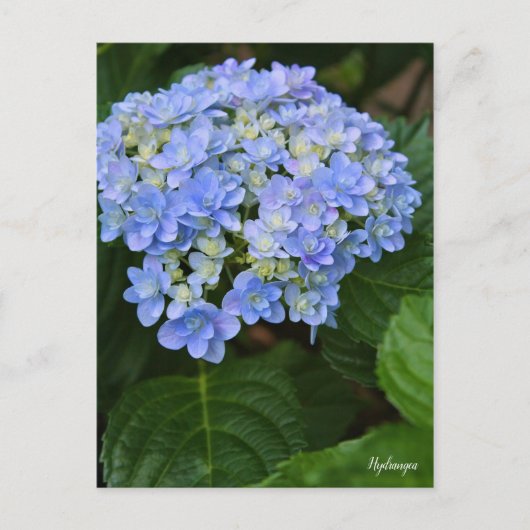 Hydrangea [Postcard] ポストカード Postkarte (Vorderseite)