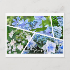 Hydrangea Postcard ポ ト ド Postkarte