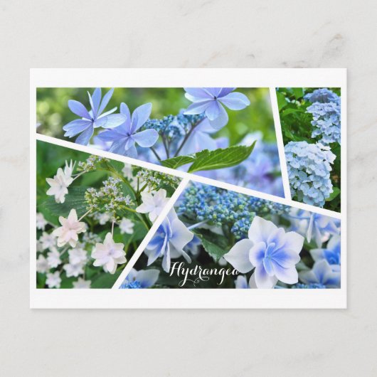 Hydrangea Postcard ポ ト ド Postkarte (Vorderseite)