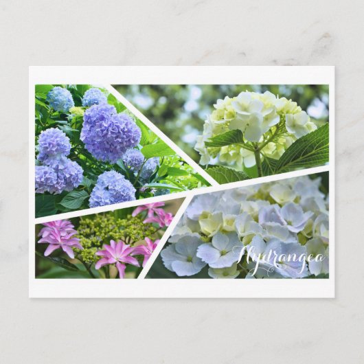 Hydrangea Postcard ポ ト ド Postkarte (Vorderseite)