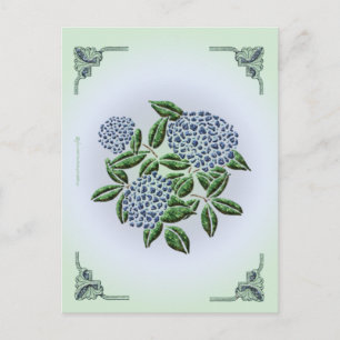 Hydrangea Postcard Postkarte