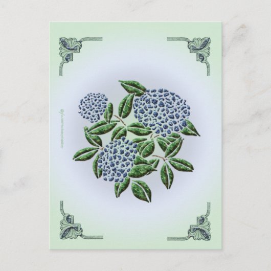 Hydrangea Postcard Postkarte (Vorderseite)